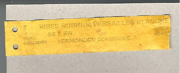 Ribes rubrum versailles blanche 0001.jpg